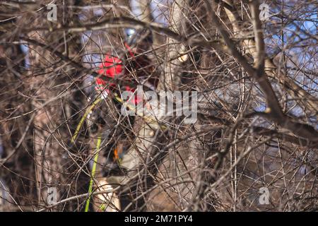 Arborista chirurgo albero taglio rami di albero con motosega, taglialegna lumberjack in arrampicata uniforme e lavorando su altezze, processo di potatura albero a Foto Stock