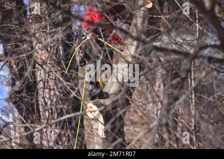 Arborista chirurgo albero taglio rami di albero con motosega, taglialegna lumberjack in arrampicata uniforme e lavorando su altezze, processo di potatura albero a Foto Stock