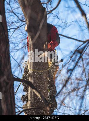 Arborista chirurgo albero taglio rami di albero con motosega, taglialegna lumberjack in arrampicata uniforme e lavorando su altezze, processo di potatura albero a Foto Stock