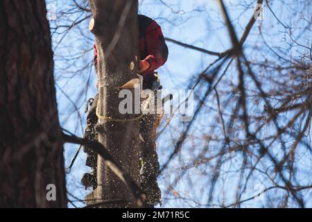 Arborista chirurgo albero taglio rami di albero con motosega, taglialegna lumberjack in arrampicata uniforme e lavorando su altezze, processo di potatura albero a Foto Stock