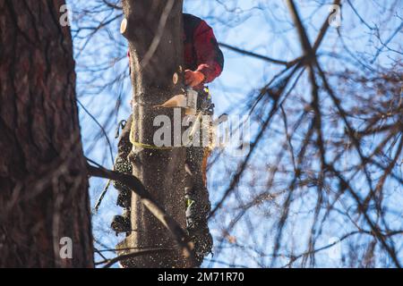 Arborista chirurgo albero taglio rami di albero con motosega, taglialegna lumberjack in arrampicata uniforme e lavorando su altezze, processo di potatura albero a Foto Stock