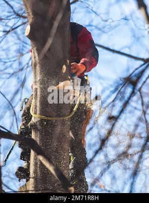 Arborista chirurgo albero taglio rami di albero con motosega, taglialegna lumberjack in arrampicata uniforme e lavorando su altezze, processo di potatura albero a Foto Stock