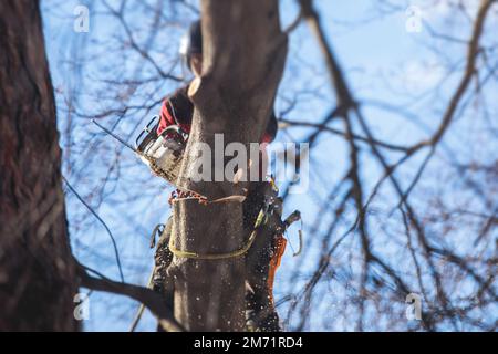 Arborista chirurgo albero taglio rami di albero con motosega, taglialegna lumberjack in arrampicata uniforme e lavorando su altezze, processo di potatura albero a Foto Stock