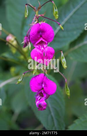 Fiori di primo piano ghiandolare toccante. Impatiens glandulifera. Foto Stock