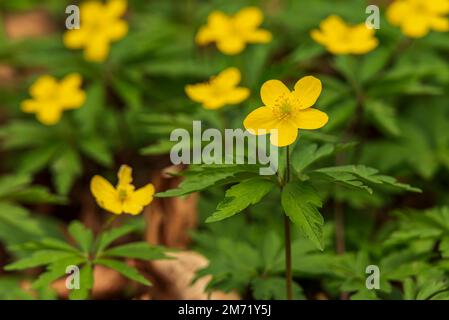 Primo piano di anemoni gialli fioriti (Anemonoides ranunculoides) in una foresta primaverile Foto Stock