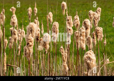 Primo piano a telaio completo delle punte dei fiori secchi disintegranti del bulrush comune (Typha latifolia) nella palude rialzata 'Großes Torfmoor', Hille, Germania Foto Stock