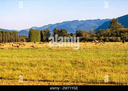 Una mandria di alci selvatici pascola in un campo erboso a North Bend, Washington, USA. Foto Stock