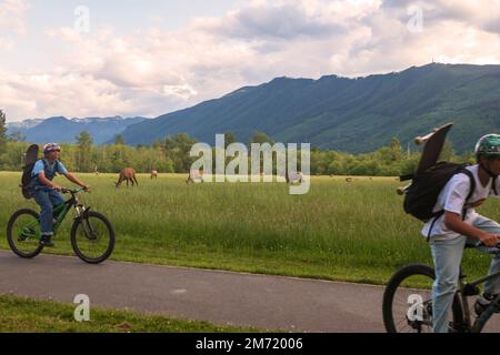 I giovani in bicicletta passano davanti a un gregge di alci selvatici che pascolano in un campo erboso a North Bend, Washington, USA. Foto Stock