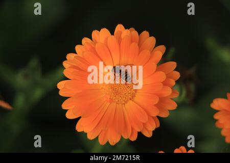 Ape seduta su calendula arancione Foto Stock
