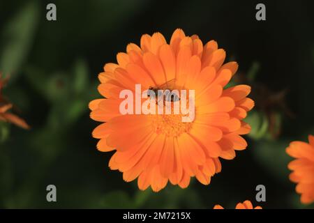 Ape di miele seduta su fiore di calendula arancione Foto Stock