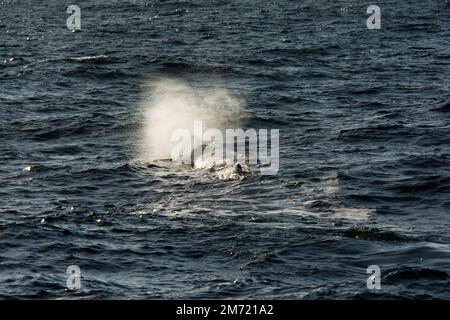 Colpo di una balena spermatica che nuota nel Mare di Norvegia vicino ad Andenes, nella den molto a nord dell'isola di Andøya, nell'arcipelago norvegese di Vesterålen. Foto Stock