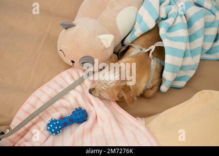 Primo piano chihuahua cucciolo cane dormire con giocattolo e bambola in camera da letto. Foto Stock
