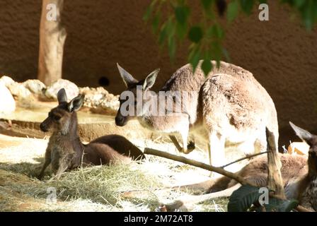 Los Angeles, California, USA 26th dicembre 2022 canguri allo zoo DI LOS Angeles il 26 dicembre 2022 a Los Angeles, California, USA. Foto di Barry King/Alamy Stock Photo Foto Stock