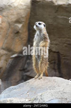 Los Angeles, California, USA 26th Dicembre 2022 Meerkat allo Zoo DI LA il 26 Dicembre 2022 a Los Angeles, California, USA. Foto di Barry King/Alamy Stock Photo Foto Stock