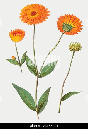 Vintage marigold fiore illustrazione in vettore Illustrazione Vettoriale