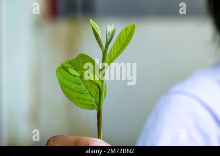 I germogli di piante di guava sono foglie verdi fresche con germogli giovani biancastri, sfondo ambientale luminoso al mattino Foto Stock