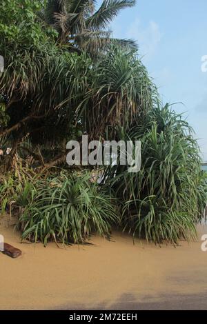 vicino alla spiaggia Foto Stock