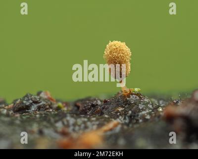 Immagine ravvicinata del corpo giallo fruttato di una muffa di melma dorata (Arciria pomiformis) che emerge da un pezzo di legno marcio. Questo campione era un Foto Stock