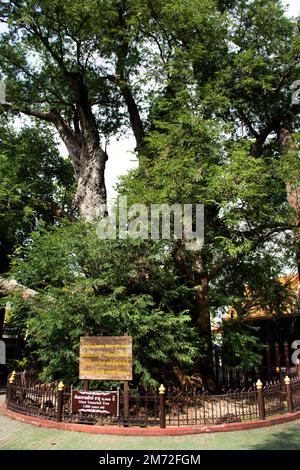 Grande pianta di tamarine gigante di 1000 anni in Khum Khun Phaen giardino parco nel tempio di Wat Khae per la gente tailandese e viaggiatori stranieri visitare a Suphanb Foto Stock