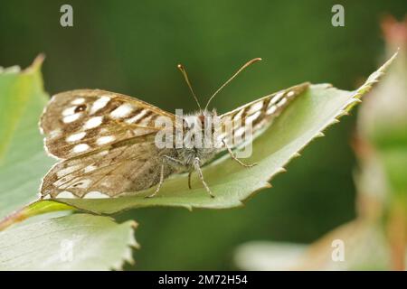 Angolo naturale verso l'alto primo piano su una farfalla di legno sverdeggiante, Pararge aegeria seduta su una foglia verde Foto Stock
