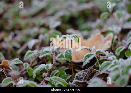 Prima neve sulle foglie verdi di piante Foto Stock