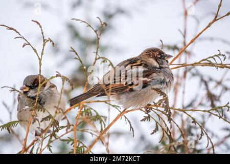 Sparrow si siede su un ramo senza foglie. Sparrow su un ramo in autunno o in inverno Foto Stock
