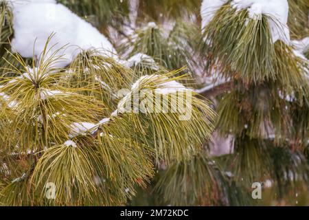 Cedro rami con lunghi aghi morbidi. Pinus sibirica, o pino siberiano. Ramo di pino con aghi lunghi e sottili. Sfondo di Natale Foto Stock