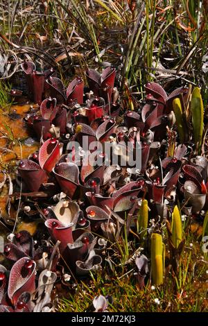 Piante di Heliamphora pulchella, pianta carivora in habitat naturale, Amuri Tepui, Venezuela Foto Stock