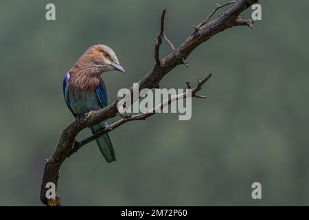 Rullo lilla-breasted - osservare e cercare gli insetti Foto Stock