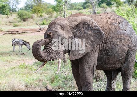 Grande elefante africano con zebra dietro di esso nella savana nel Parco Nazionale Kruger, Sud Africa Foto Stock