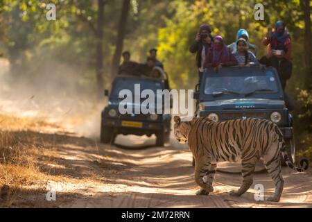 Bandhavgarh National Park, Madhya Pradesh, India - 28 gennaio 2018 - Wild Female Tiger attraversamento percorso forestale e persone o turisti in safari Foto Stock