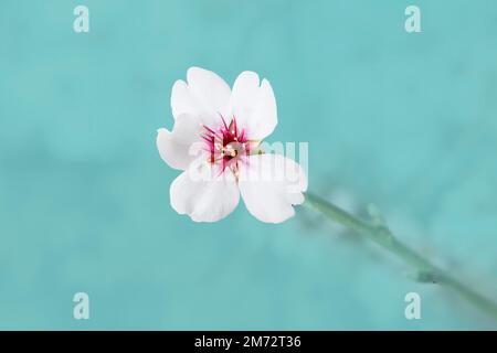 fiore di mandorle isolato, epico e grazioso, su sfondo blu, azzurro, pastello Foto Stock