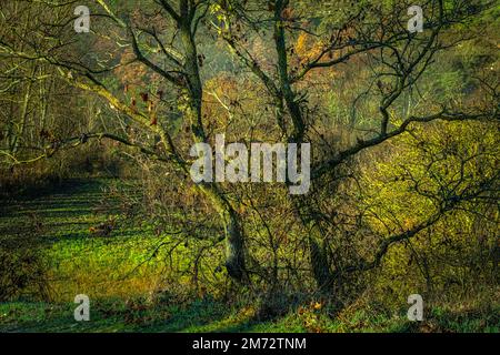 Due alberi speculari con rami intrecciati negli arbusti inferiori nella campagna della valle del Tirino. Bussi, provincia di Pescara, Abruzzo, Italia, Foto Stock