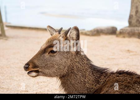 L'immagine di primo piano del cervo sika selvatico (Cervus nippon) sull'isola di Miyajima. Secondo il folclore locale. Foto Stock