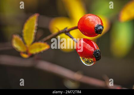 Gocce di pioggia sulle bacche di rosa canina. Abruzzo, Italia, Europa Foto Stock