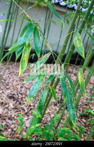 L'immagine di primo piano del bambù di legno giapponese (Phyllostachys bambusoides) lascia. È una specie di pianta fiorita della sottofamiglia di bambù Foto Stock