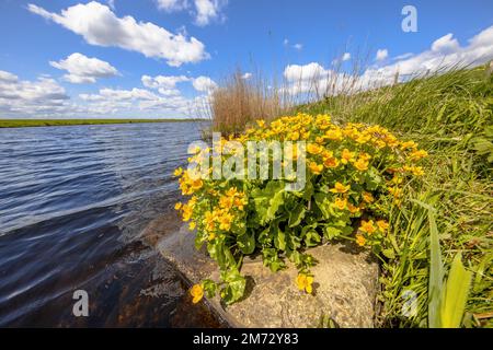 Marsh Marigold fiorito (Caltha palustris) sulle rive di un fiume a Giethoorn, Overijssel, Paesi Bassi. Foto Stock