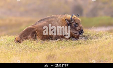 Wissent o bisonte europeo (Bison bonasus) un animale che riposa nel Parco Nazionale Zuid Kennemerland nei Paesi Bassi. Fauna selvatica scenen della natura in Europa Foto Stock