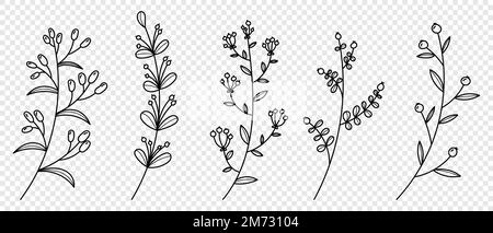 Set di piante vettoriali ed erbe. Elementi floreali disegnati a mano. Silhouette di elementi naturali per sfondi stagionali. Stile Doodle. Rapporto di illustrazione del vettore Illustrazione Vettoriale