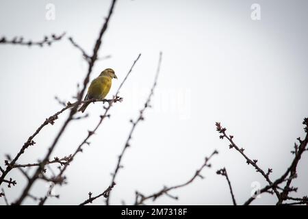 crossbill in abete femmina (Loxia curvirostra) Foto Stock