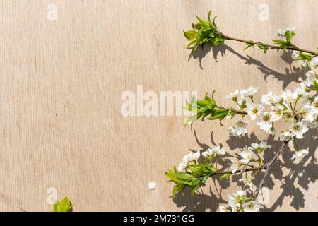 Rametti in fiore di primavera su sfondo di legno. Fiori di mela. Foto Stock