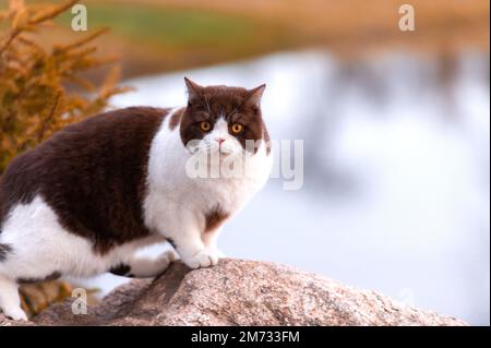 Un bellissimo gatto britannico Shorthair è in piedi su una roccia e guardando la macchina fotografica Foto Stock