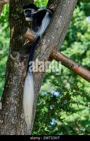 Muenster, Germania - 07 30 2022: Scimmia colobus bianca e nera seduta in alto in un albero nel suo recinto che vive in cattività Foto Stock