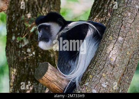 Muenster, Germania - 07 30 2022: Scimmia colobus bianca e nera seduta in alto in un albero nel suo recinto che vive in cattività Foto Stock