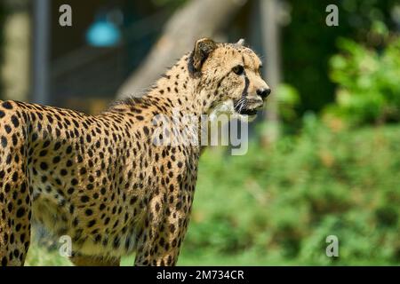 Muenster, Germania - 07 30 2022: Il ghepardo africano è il mammifero di terra digiunato sulla terra ed è mimetizzato bene dalla relativa pelliccia macchiata. Foto Stock