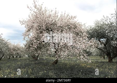 Alberi di mela fiorenti. Fiori bianchi su alberi di mela in giardino. Giardino primaverile con piante in fiore. Foto Stock