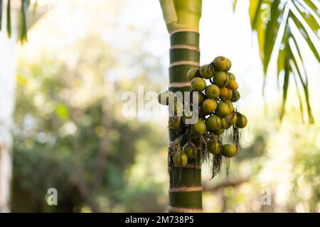 Primo piano betel semi di palma isolato su sfondo. Foto Stock