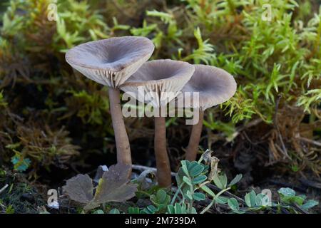 Fungo non commestibile Pseudoclitocybe espelle nel muschio. Gruppo di funghi castani nel prato xerotermo. Foto Stock