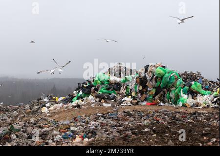 Gregge di gabbiani che volano sulla discarica Foto Stock