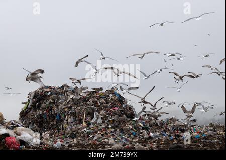 Gregge di gabbiani che volano sulla discarica Foto Stock